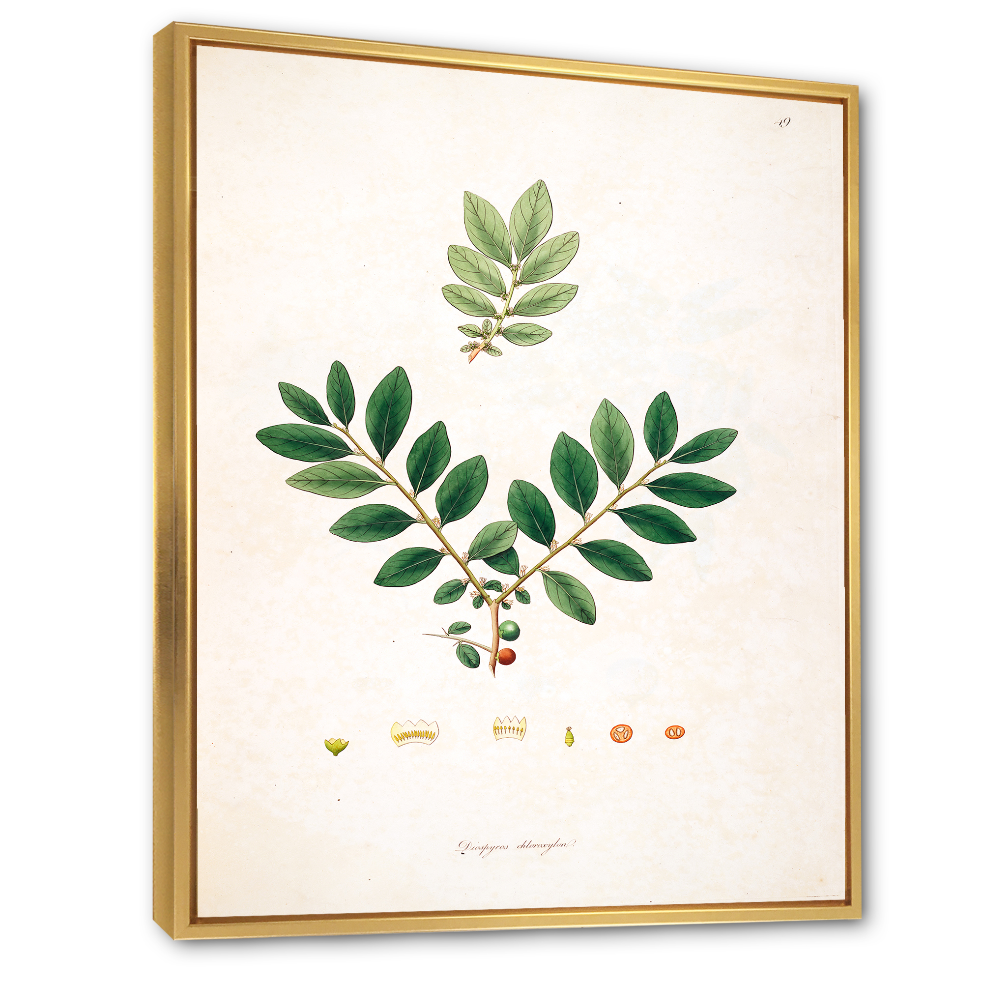 Designart 'Ancient Plant Life XIV' Farmhouse Framed Canvas Wall Art Print
