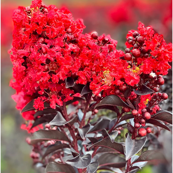 Red Crape Myrtle Plant Live for Planting, Lagerstroemia Indica Rubra Plant for Garden 6 to 12 Inch Tall in 4 Inch Pot
