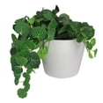thumbnail image 2 of Northlight 6" White Ribbed Rim Round Eco-Friendly Flower Planter, 2 of 2