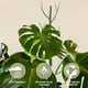 thumbnail image 3 of Juego de Clips de Soporte para Plantas Monstera, Estacas de Soporte para Plantas, Poste de para Plantas de Interior, Estacas para Plantas Trepadoras, 3 of 5