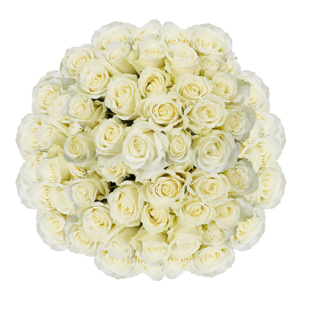 100 Stems of Pleasure Roses Fresh Flower Delivery