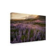 thumbnail image 2 of Trademark Fine Art 'Field of Lupines' Canvas Art by Danny Head, 2 of 4