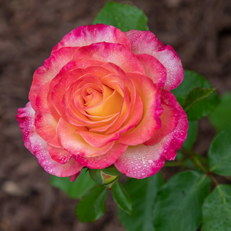 True Bloom by Altman Plants 'True Sincerity' PP28929 Pink True Bloom by Altman Plants 'True Sincerity' PP28929 Pink