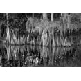 thumbnail image 2 of Jones, Adam 14x11 Gold Ornate Wood Framed with Double Matting Museum Art Print Titled - Early spring view of cypress trees reflecting on blackwater area of St Johns River-central Florida, 2 of 4
