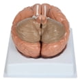 thumbnail image 2 of Anatomy Lab Basic 2-Part Brain Model Anatomy Model, 2 of 3