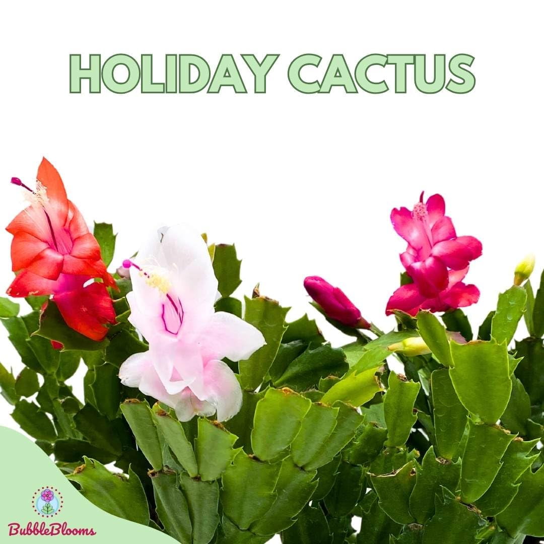 Christmas Cactus, 4 inch Xmas Thanksgiving Easter Holiday Schlumbergera Cacti Pink Red Assorted Flower