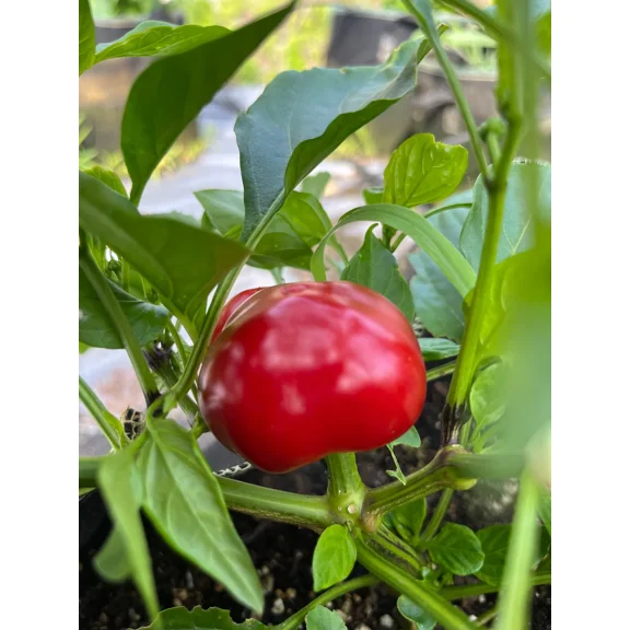 Cherry Round Calabrian Italian Picante Calabrese Spicy Pepper of Calabria Premium Seed Packet