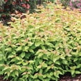 thumbnail image 6 of Proven Winners ColorChoice 5" Kodiak Spiced Bush Honeysuckle Live Plant in 4.5" Pot (4 Count), 6 of 6