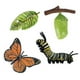 thumbnail image 1 of Simulation Life Cycle Figurine of a Monarch Butterfly Growth Cycle Insect Animals Educational Biolog, 1 of 5