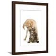 thumbnail image 1 of Cat and Dog Labrador Puppy Kissing Norwegian, Framed Art Print Wall Art Sold by Art.Com, 1 of 5