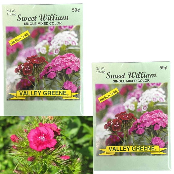 Valley Greene 175mg Sweet William Seeds–Single Color:2CT
