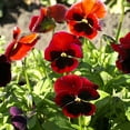 thumbnail image 2 of Outsidepride Pansy Alpenglow Plant Flower Seed - 2000 Seeds, 2 of 2
