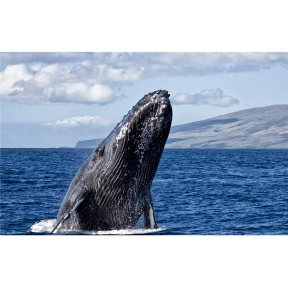 Humpback Whale Breaching in The Pacific Ocean Off A Hawaiian Island - Hawaii United States of America Poster Print by Scott Mead - 38 x 24 - Large