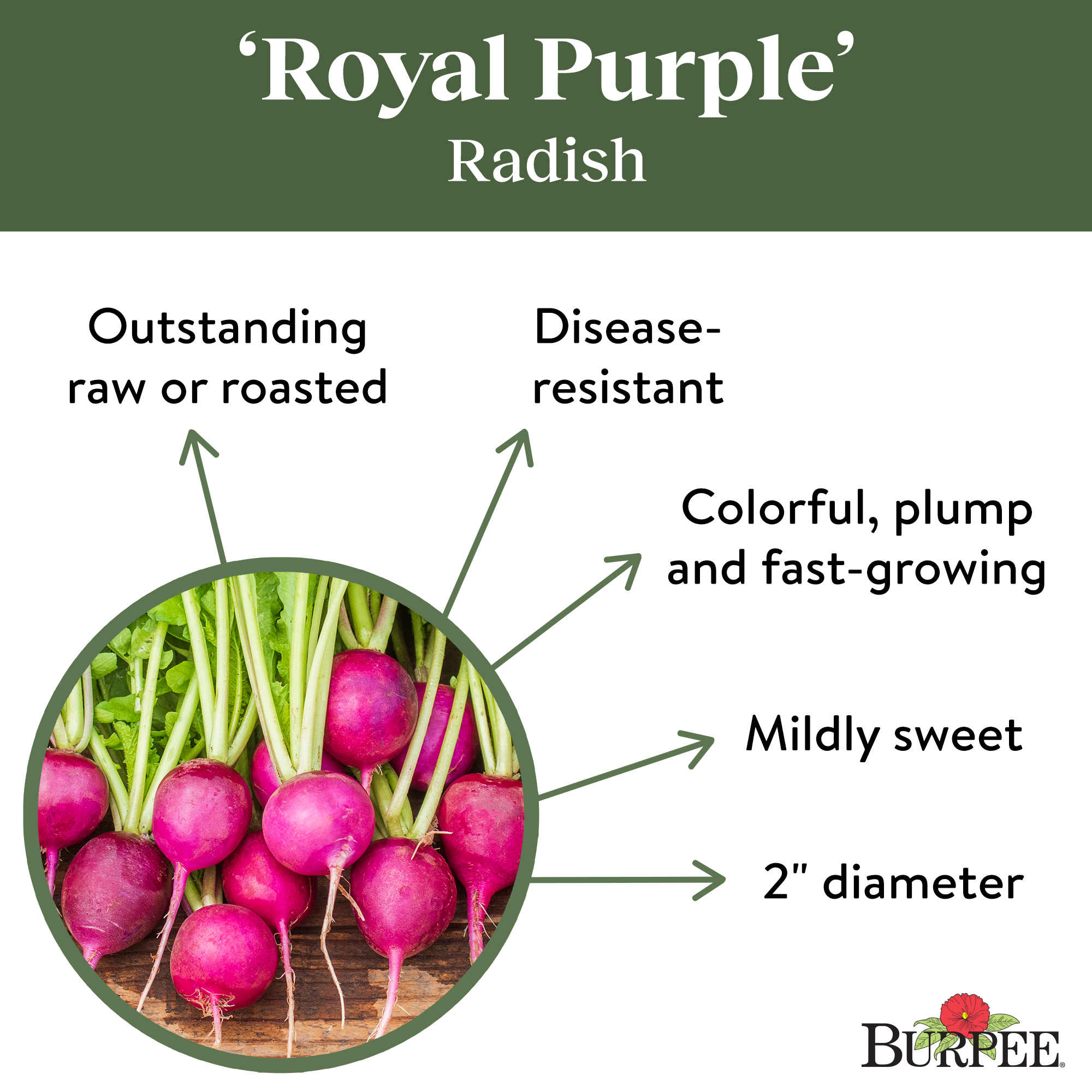 Burpee Royal Purple Radish Seeds -Easy to Grow, Vegetable Gardening Seeds, 1-Pack