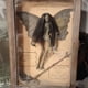 thumbnail image 5 of Cateissary La aterradora caja de exhibición de hadas momificadas que crea un ambiente espeluznante no se deforma ni se rompe fácilmente Kits de decoración para fiestas B, 5 of 6