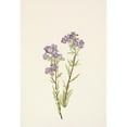 thumbnail image 3 of Mary Vaux Walcott 18x24 Black Modern Framed Museum Art Print Titled - Sand Phacelia. Phacelia Linearis (1925), 3 of 5