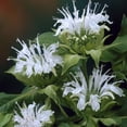 thumbnail image 2 of Van Zyverden Bee Balm Ice Out Set of 5 Plant Roots White Partial Sun Easy to Grow 1 lb, 2 of 7