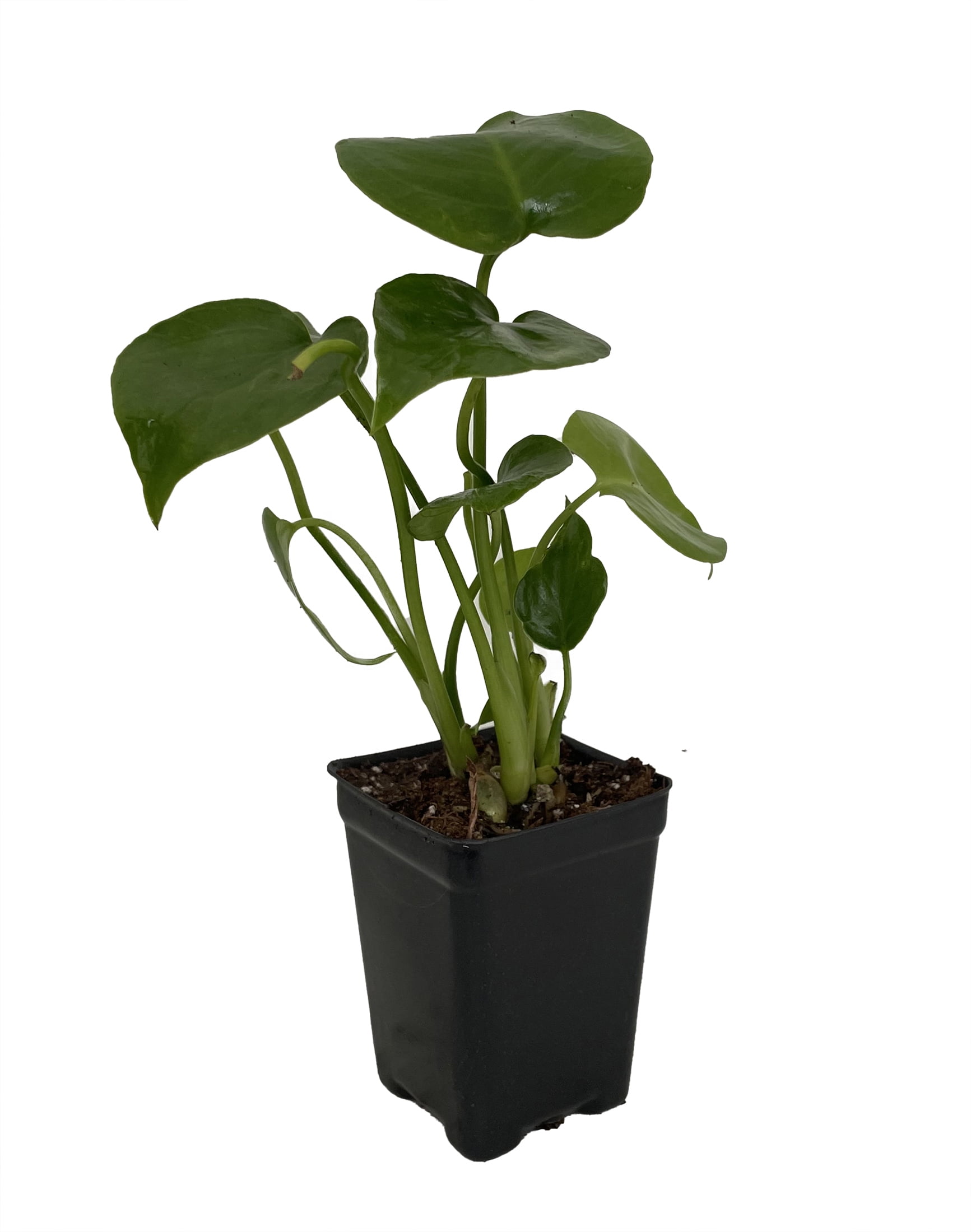 cloning split leaf philodendron Buy Philodendron Split Leaf Selloum main image 1