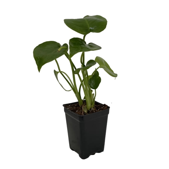 Split Leaf Philodendron 2.5" Pot - Monstera - Edible Fruit Pineapple Taste
