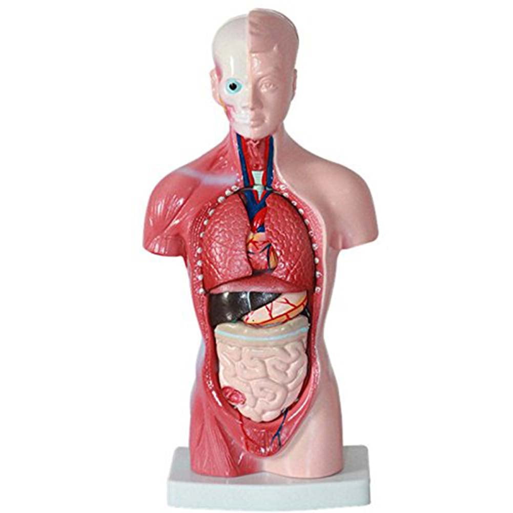 Human Body Anatomy Model Heart Brain Skeleton Medical School Educational 132pcs