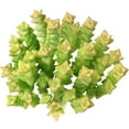 thumbnail image 2 of Crassula Tom Thumb (2"+ Plastic Pot) - Tiny, Lovely, Easy to Care Succulents - Live Healthy Succulents - Best Indoor Plant, 2 of 9