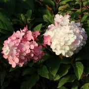 Brighter Blooms - Vanilla Strawberry Hydrangea Tree, 4-5 ft. - No Shipping to AK, AZ, HI