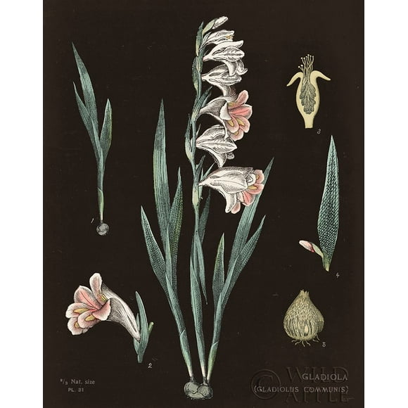 Gladiola Chart Cool Poster Print by Sue Schlabach (24 x 36)