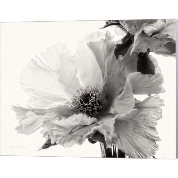 Translucent Peony V BW by Debra Van Swearingen, Canvas Wall Art, 20W x 16H
