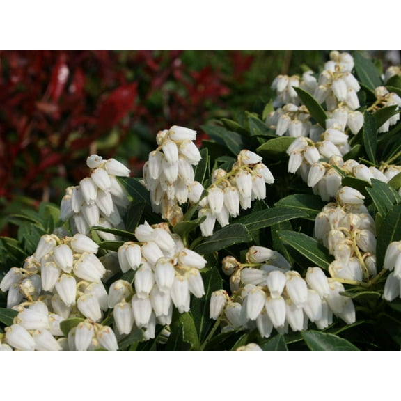 RedCrocus Cavatine Japanese Andromeda Pieris japonica Evergreen Shrub, Fragrant White Flowers, Attracts Pollinators, Container & Garden Plant, Partial Shade, Hardy Zones 6-8 3 Gallon