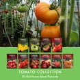 thumbnail image 4 of 10 Varieties Tomato Seeds - Colorful Heirloom Tomatoes for Planting - Full Sun Annual Vegetable, 4 of 9