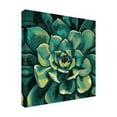 thumbnail image 2 of Trademark Fine Art 'Succulent Bloom I' Canvas Art by Megan Meagher, 2 of 4