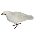 thumbnail image 1 of EIMELI Artificial Decor Taxidermy #4, 1 of 8