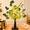 Black, variant on PUCACHI 2FT Birch Tree with LED Lights, Faux Tabletop Christmas Decor with 24 Warm White LEDs, Timer USB or Battery Powered, Bendable Branches for Indoor Tabletop Christmas Decor