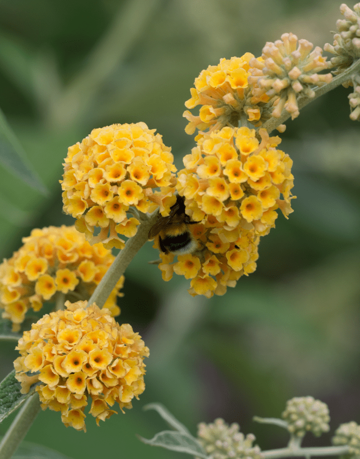 Buddleia Honeycomb Plant Live for Planting, 4 to 6 Inch Tall, Live Buddleia Flower Plant, Butterfly Bush Live Plant Indoor Outdoor, No Pot