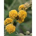 thumbnail image 4 of Honeycomb Buddleia Live Plant, Fragrant Yellow Butterfly Bush Buddleia Butterfly Plant 4-8 Inc Tall, Well-Rooted for Outdoor Gardens, 4 of 7
