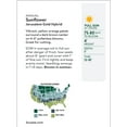 thumbnail image 3 of Burpee Organic Jerusalem Gold Hybrid Sunflower Flower Seed, Annual Flower, Full Sun, 3 of 5
