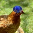 thumbnail image 5 of UNOMOR Compact Hen Hat Hats Assorted Color 6Pcs 2.8x2.8in Cloth for Parties, 5 of 12