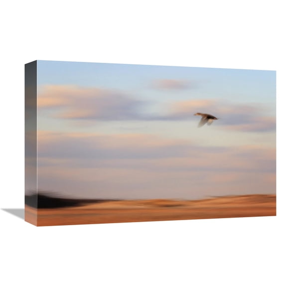 Global Gallery's 'Flight' By Katherine Gendreau Stretched Canvas Wall Art