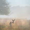 thumbnail image 2 of Jaynes Gallery 26x26 White Modern Wood Framed Museum Art Print Titled - USA-West Virginia-Davis Deer in foggy field, 2 of 4