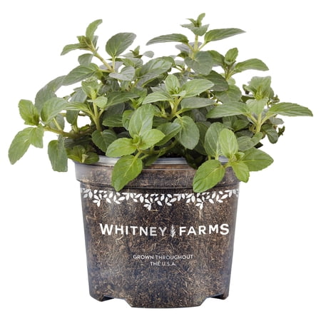 Whitney Farms Peppermint Fiesta, Live Plant, 25 oz.