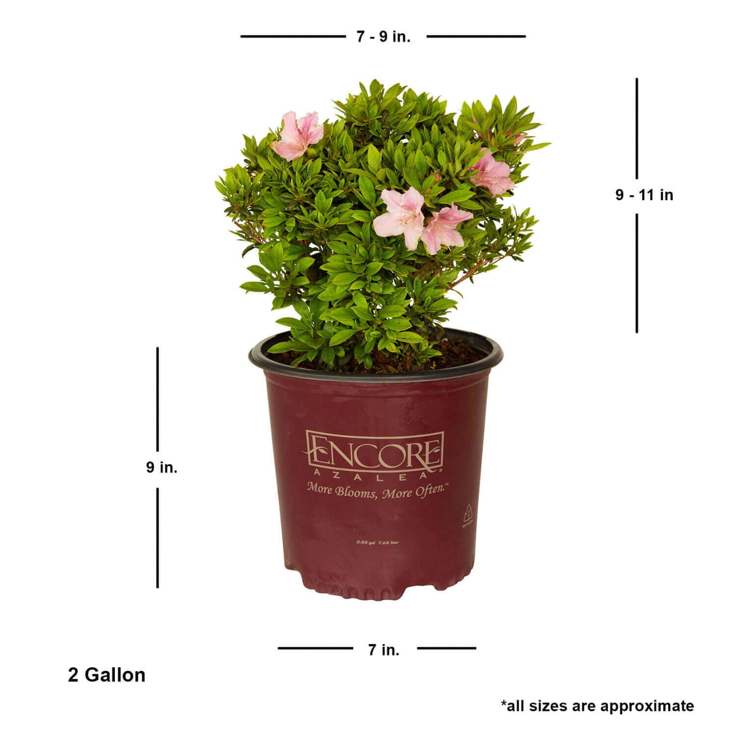 Encore Azalea Autumn Sweetheart (2 Gallon) Pink and White Flowering Shrub - Full Sun Live Outdoor Plant