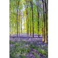 thumbnail image 2 of Frank, Assaf 13x18 Gold Ornate Wood Framed with Double Matting Museum Art Print Titled - Bluebells and Sunrise III, 2 of 4