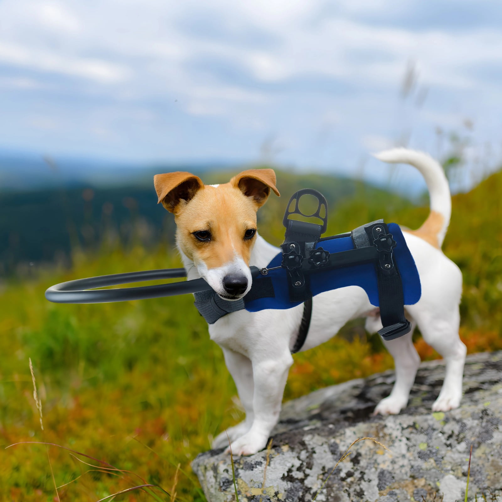 Halo Harness for Blind Dogs, Protective Dog Collar with Adjustable Strap, Blue Blind Dog Protection Halo, Comfortable, Lightweight, Ideal for Dogs 4-10kg, Neck Size 28-40cm