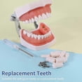 thumbnail image 3 of Dental Model Set with 32 Removable Teeth Pieces for Typodont Practice, 3 of 5