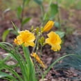 thumbnail image 2 of Expert Gardener Stella De Oro Daylily (2.5 Quart) Yellow Blooming Perennial - Full Sun Live Outdoor Plant, 2 of 9