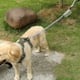 thumbnail image 4 of Greeniant Bolsa para excrementos de perro portátil y duradera: dispensador de bolsas para excrementos de mascotas fácil de limpiar, soporte Suministros para perros amarillo, 4 of 6