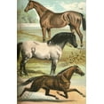 thumbnail image 2 of Johnson, Henry J. 11x14 White Modern Wood Framed Museum Art Print Titled - Johnsons Horse Breeds I, 2 of 4