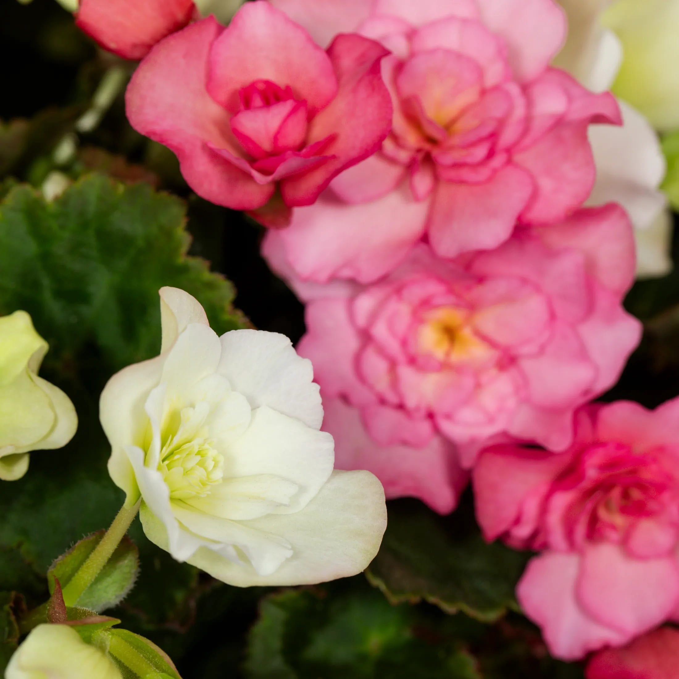 Better Homes & Gardens 2.5gal Multicolor Begonia Live Annual Plant Decorative Pot Sun