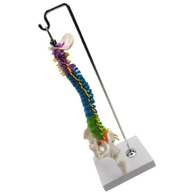 Modèle Flexible de Colonne Vertébrale pour École Taille Réelle Anatomie du Squelette Biologie Classe Démonstration Anatomique avec Bassin Fémur