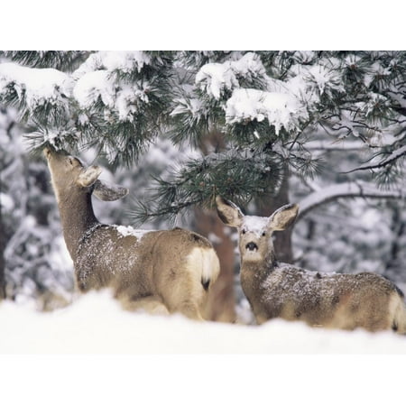Mule Deer Mother and Fawn in Snow, Boulder, Colorado, United States of America, North America Print Wall Art By James